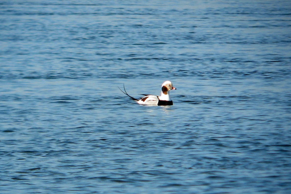 Long-tailed Duck - ML615706319