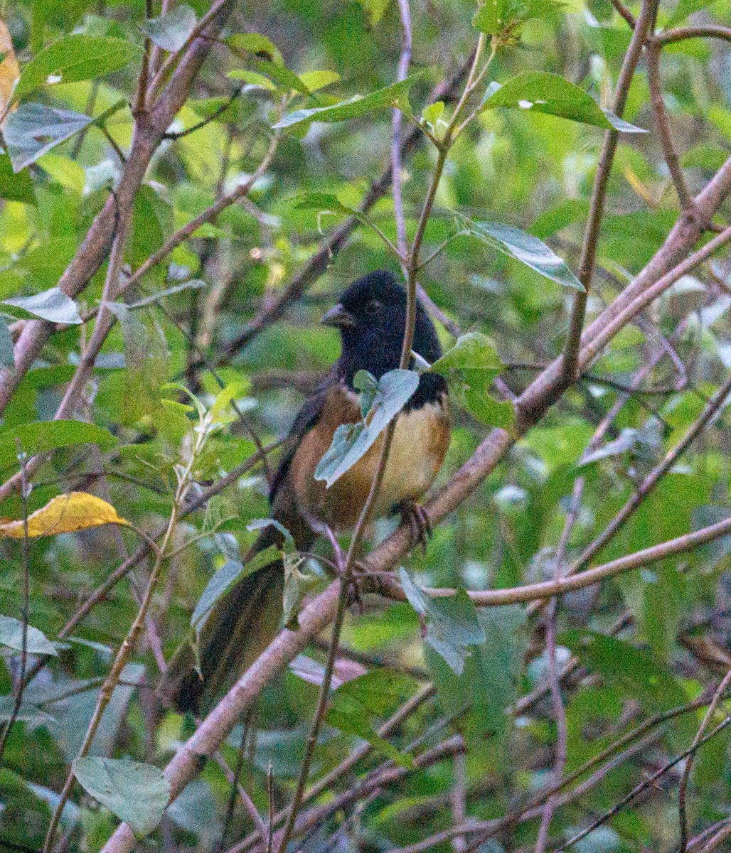 Spotted Towhee - ML615706645