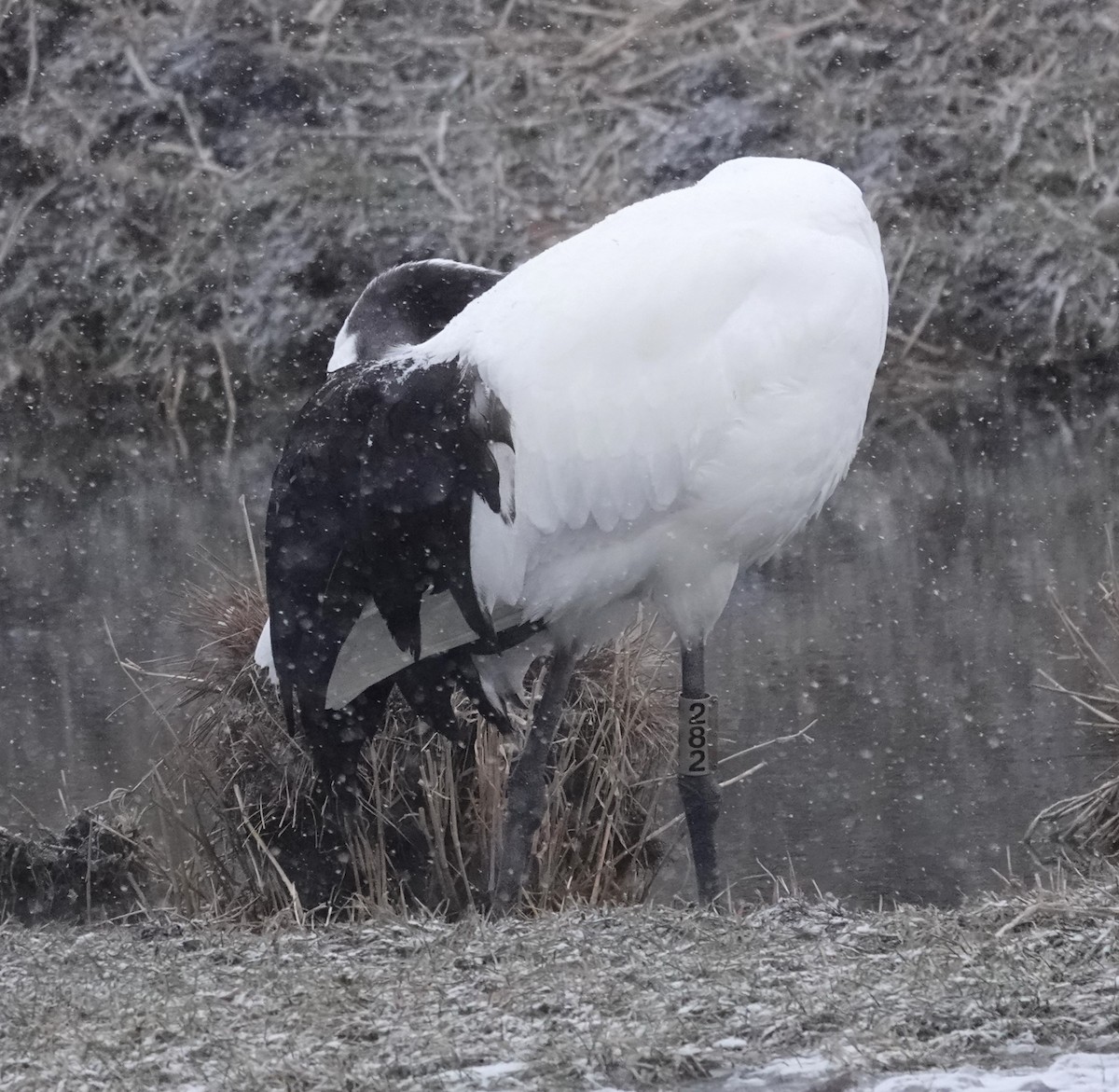 Red-crowned Crane - ML615706746