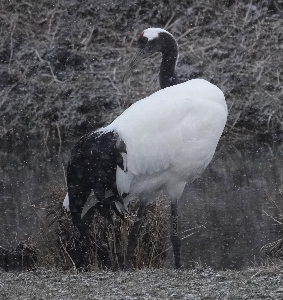 Red-crowned Crane - ML615706750