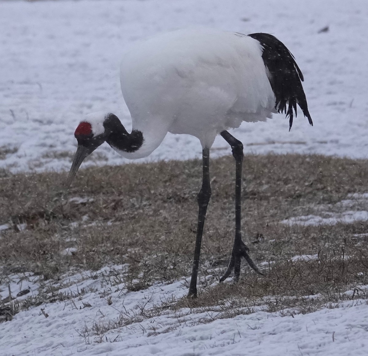 Red-crowned Crane - ML615706770