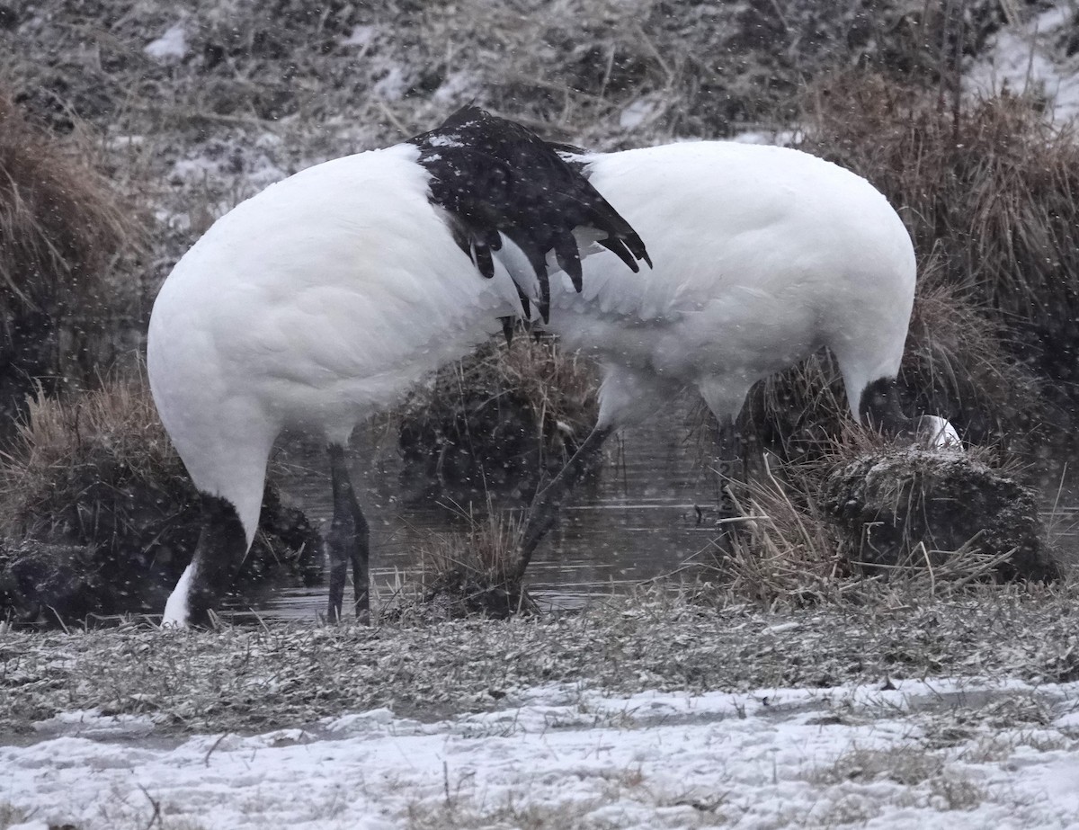 Red-crowned Crane - ML615706779