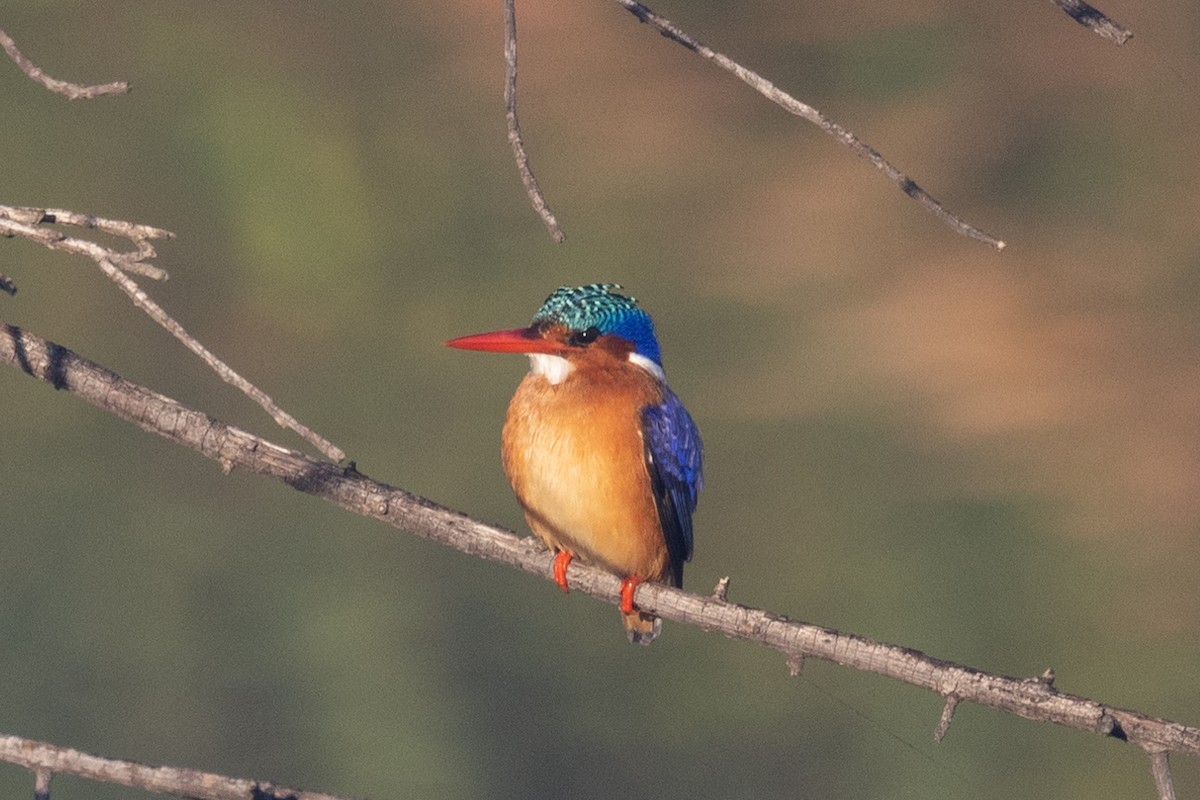 Malachite Kingfisher (Mainland) - Ian Rijsdijk