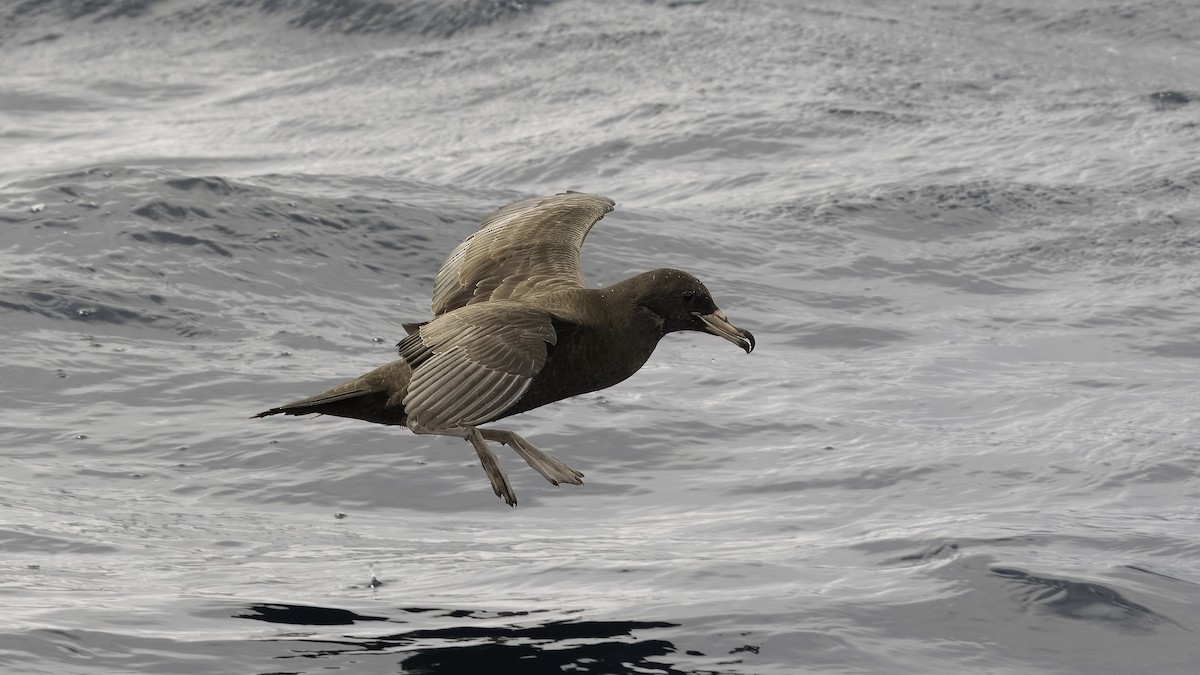 Flesh-footed Shearwater - ML615706804