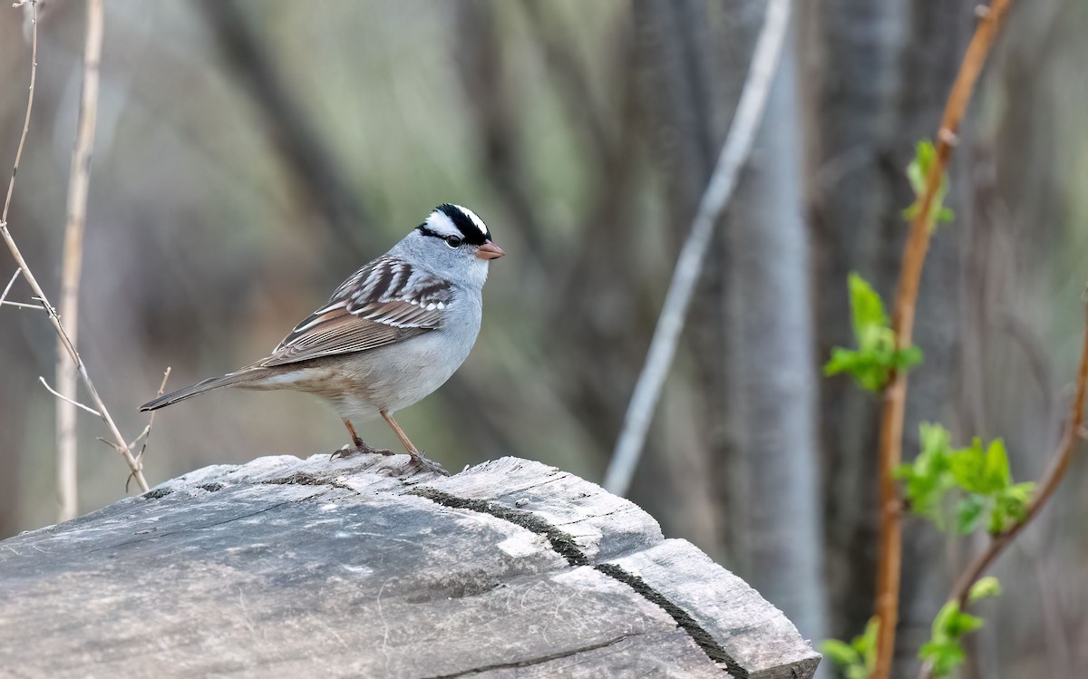 White-crowned Sparrow - Anne-Marie Dufour
