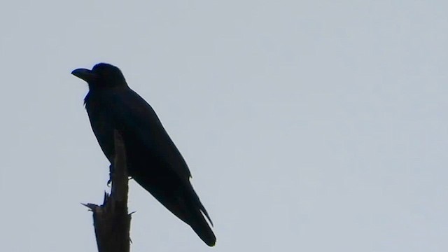 Large-billed Crow - ML615706860