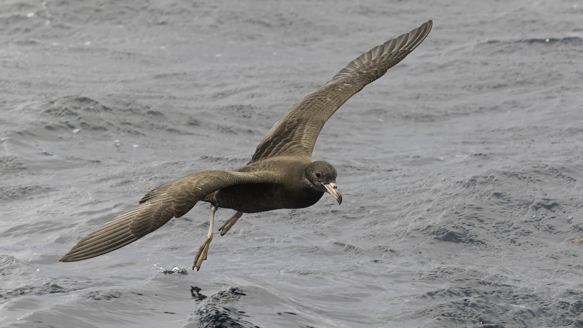 Flesh-footed Shearwater - ML615706954