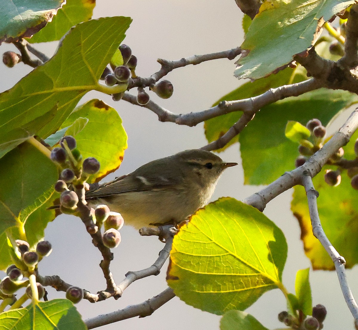 Hume's Warbler - ML615707087
