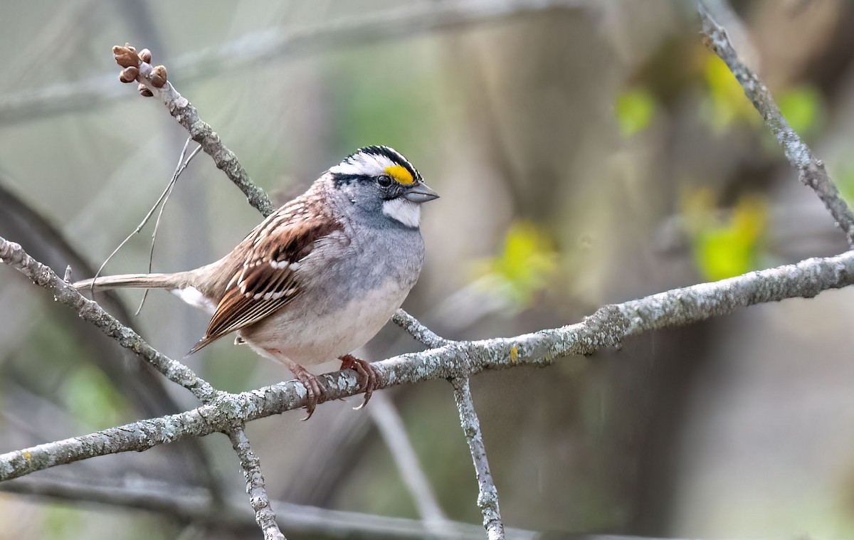 White-throated Sparrow - ML615707215