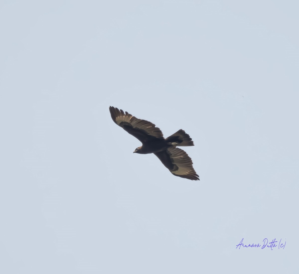 Changeable Hawk-Eagle (Changeable) - Arunava Dutta