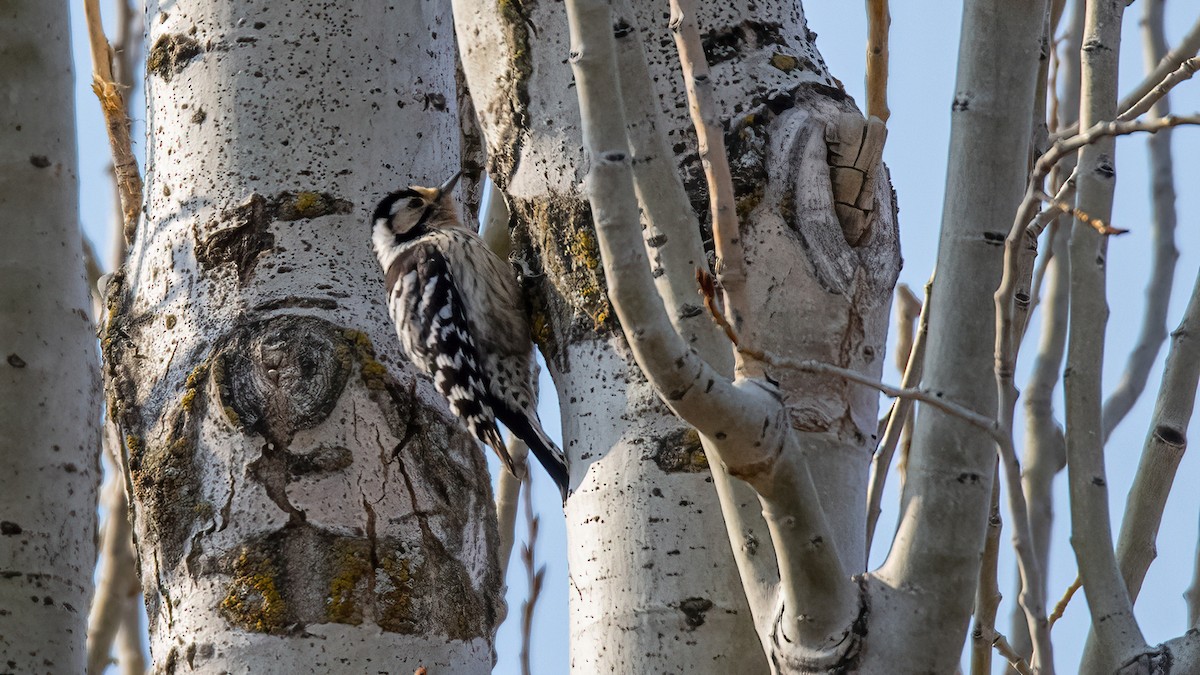 Lesser Spotted Woodpecker - ML615707718