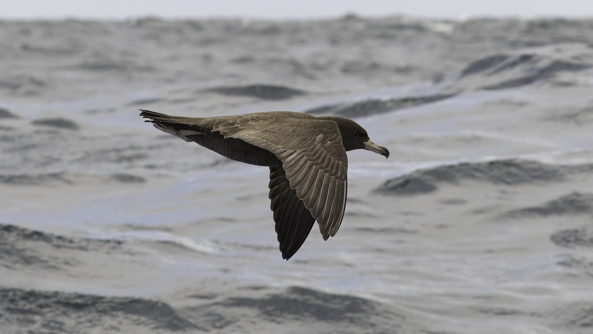 Flesh-footed Shearwater - ML615707746