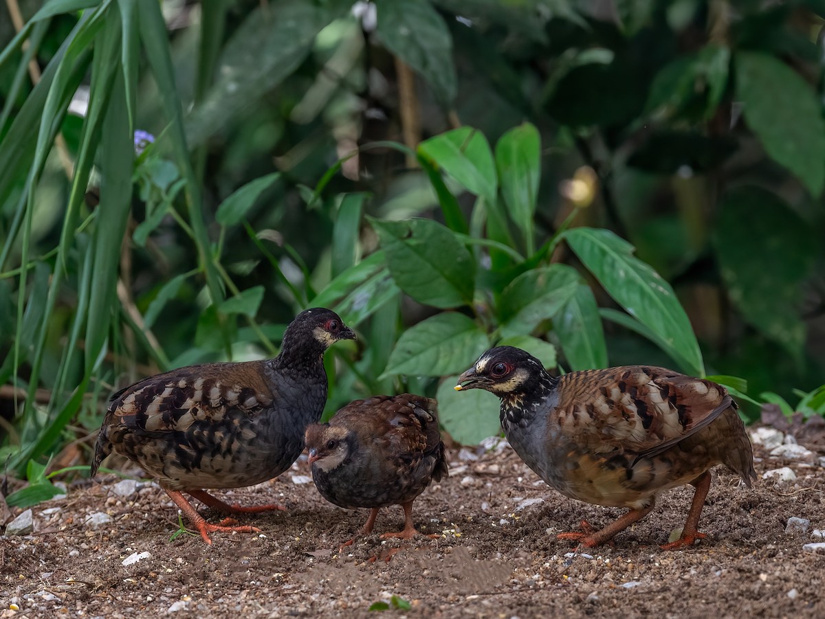 Malayan Partridge - BIPLAB BANERJEE
