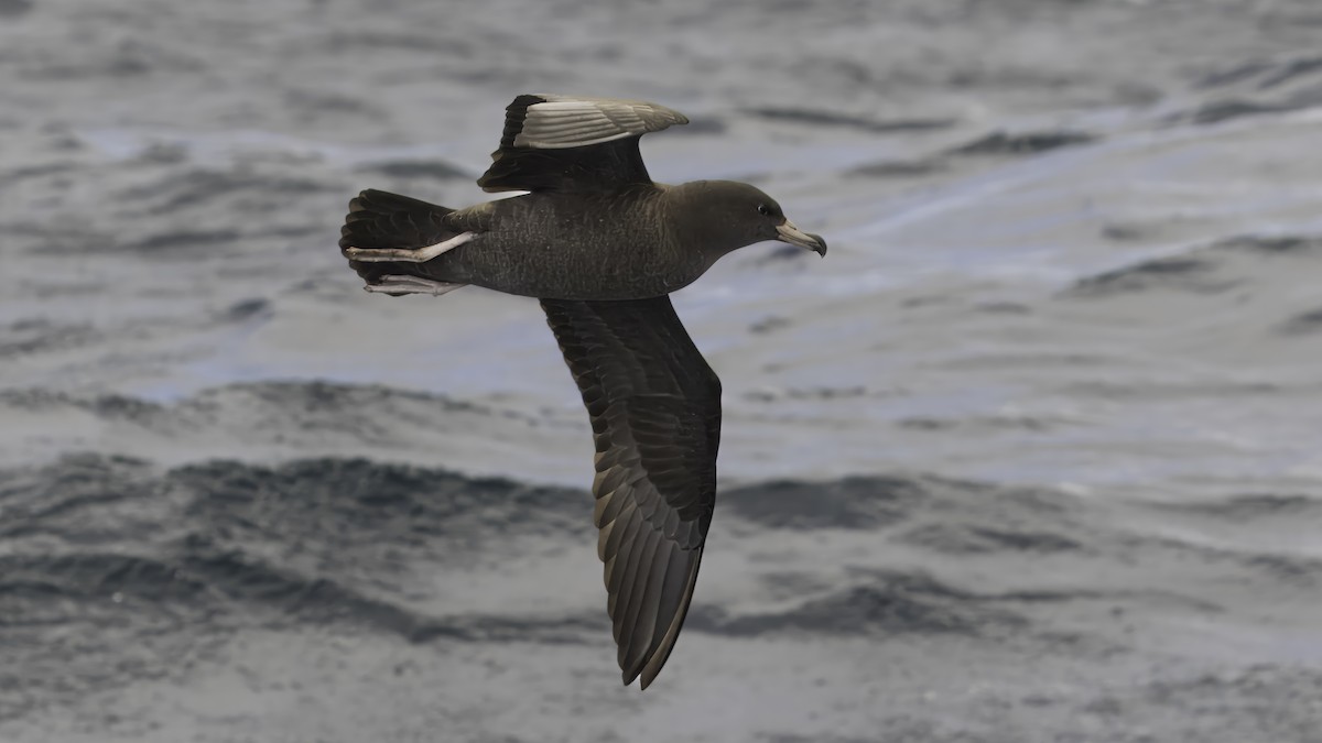 Flesh-footed Shearwater - ML615707907