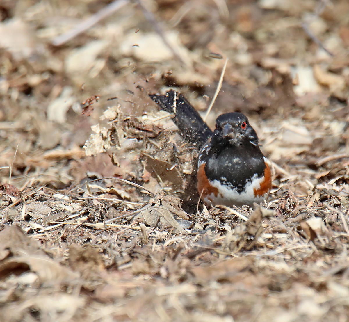 Spotted Towhee - ML615707920
