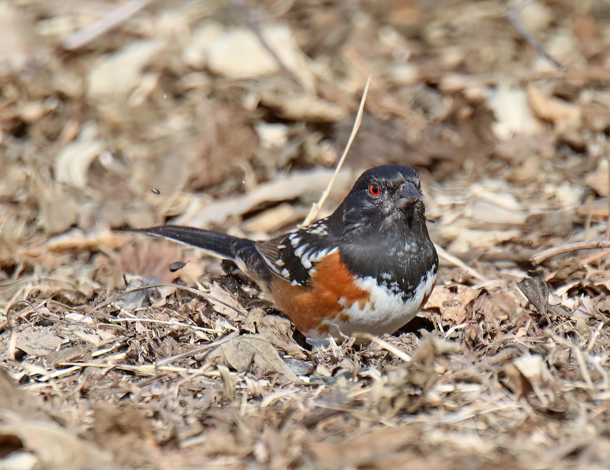 Spotted Towhee - ML615707924