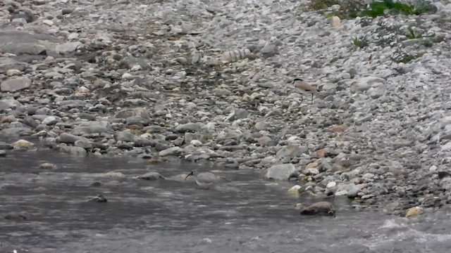 Bec-d'ibis tibétain - ML615708130