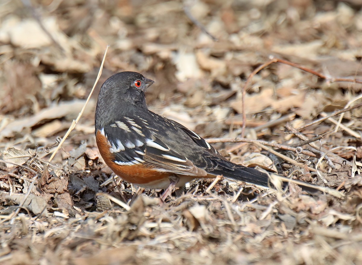 Spotted Towhee - ML615708147
