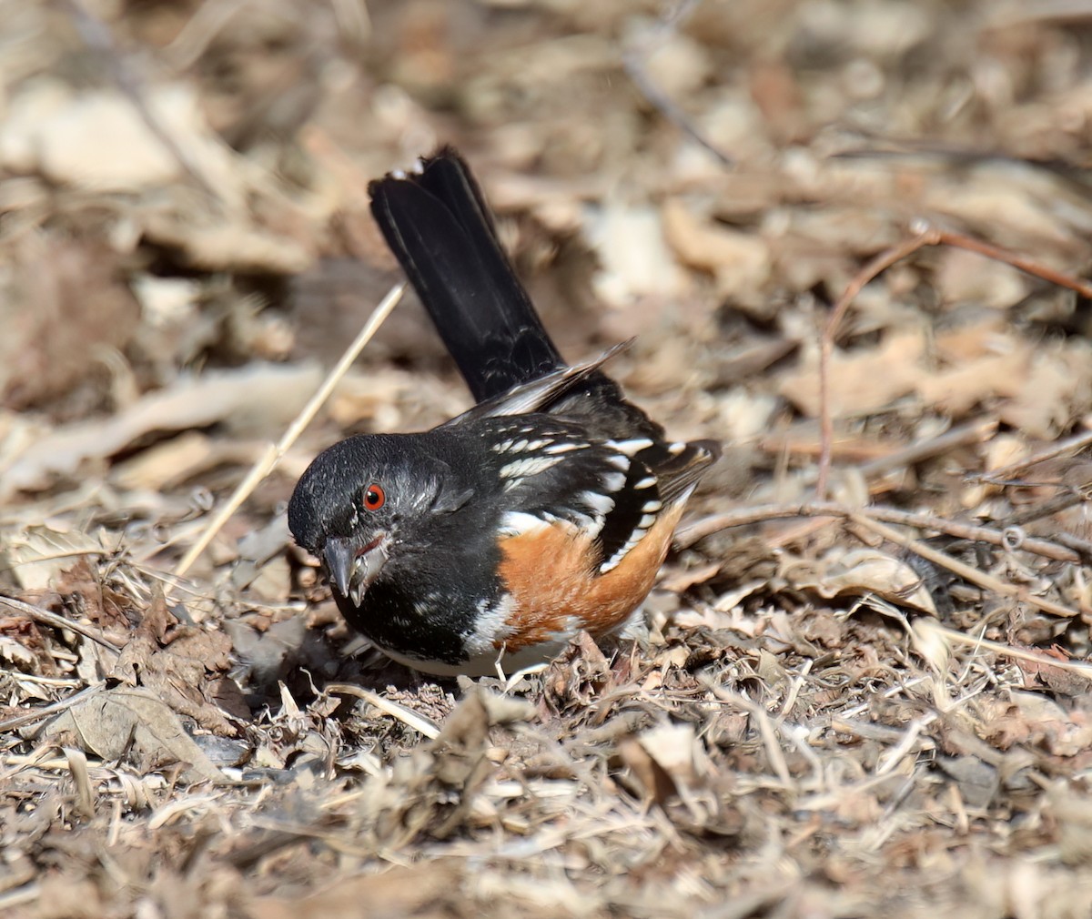 Spotted Towhee - ML615708148