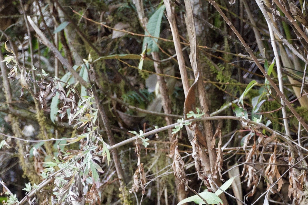 Hume's Bush Warbler - ML615708230