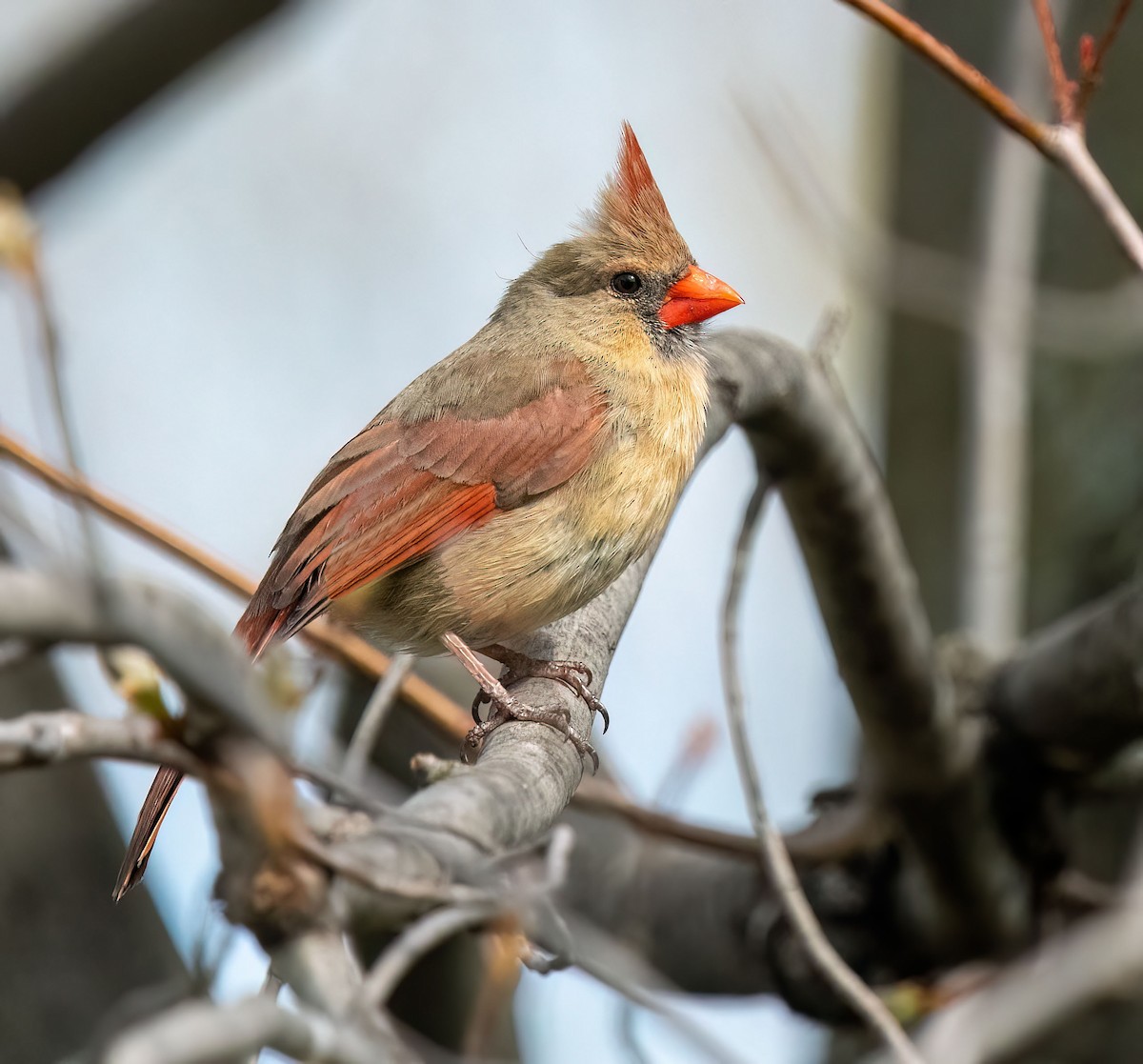 Northern Cardinal - Anne-Marie Dufour