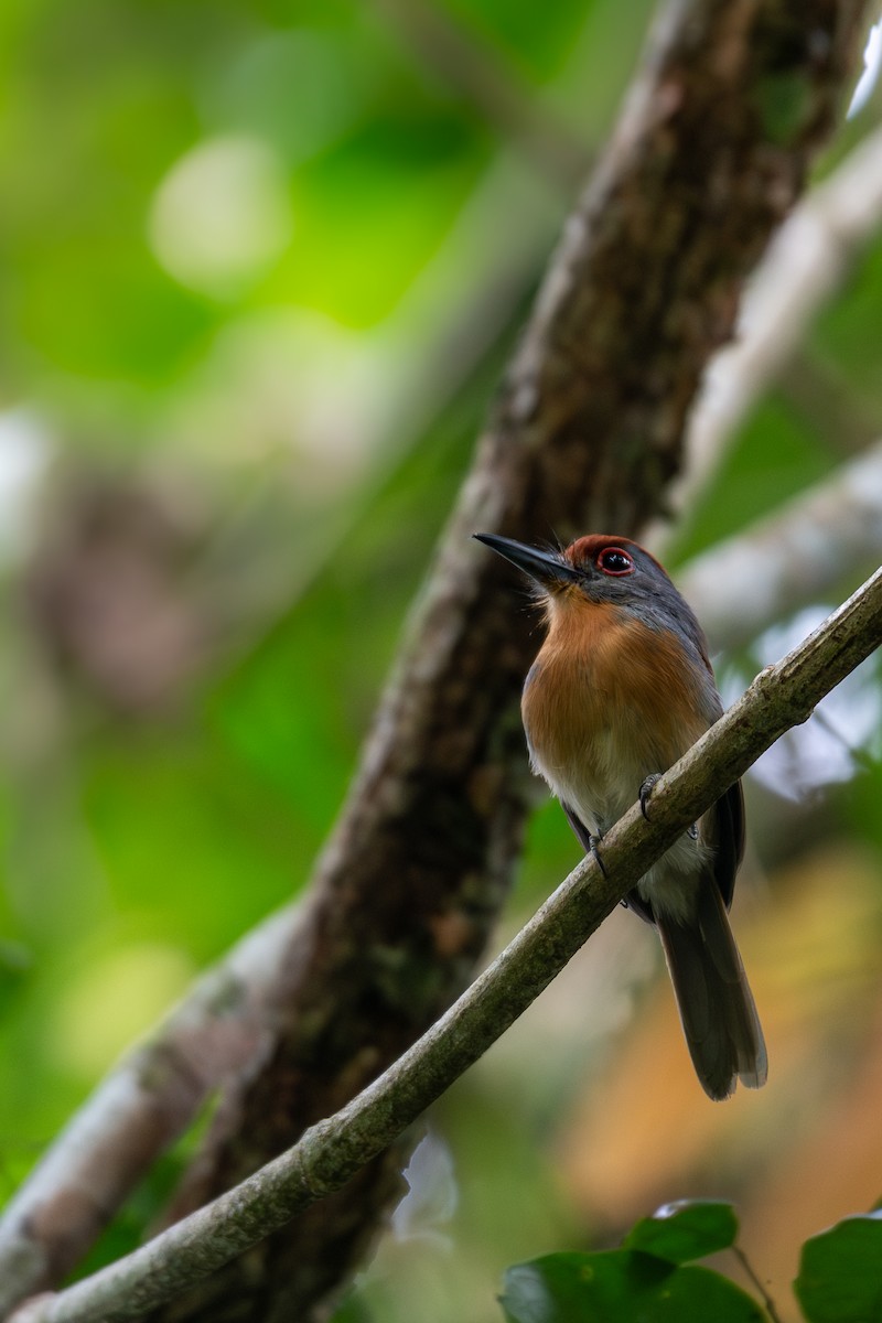 Rufous-capped Nunlet - ML615708393