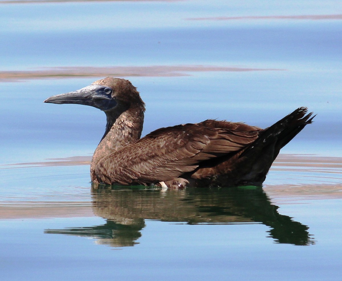 Brown Booby - ML61570851