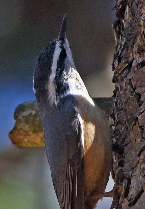 Red-breasted Nuthatch - ML615708626