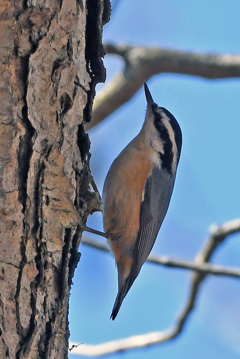 Red-breasted Nuthatch - ML615708629