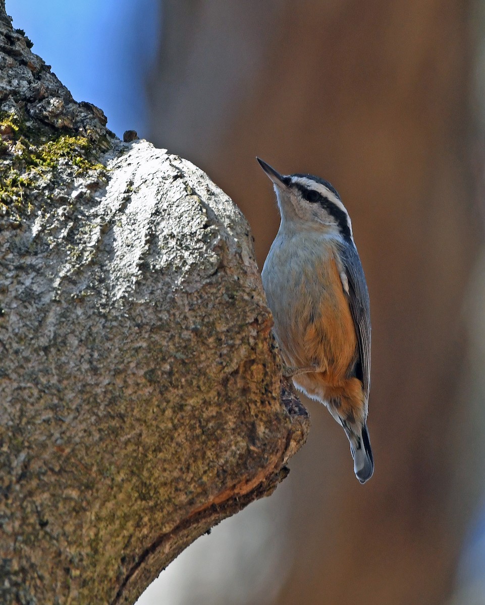 Red-breasted Nuthatch - ML615708631