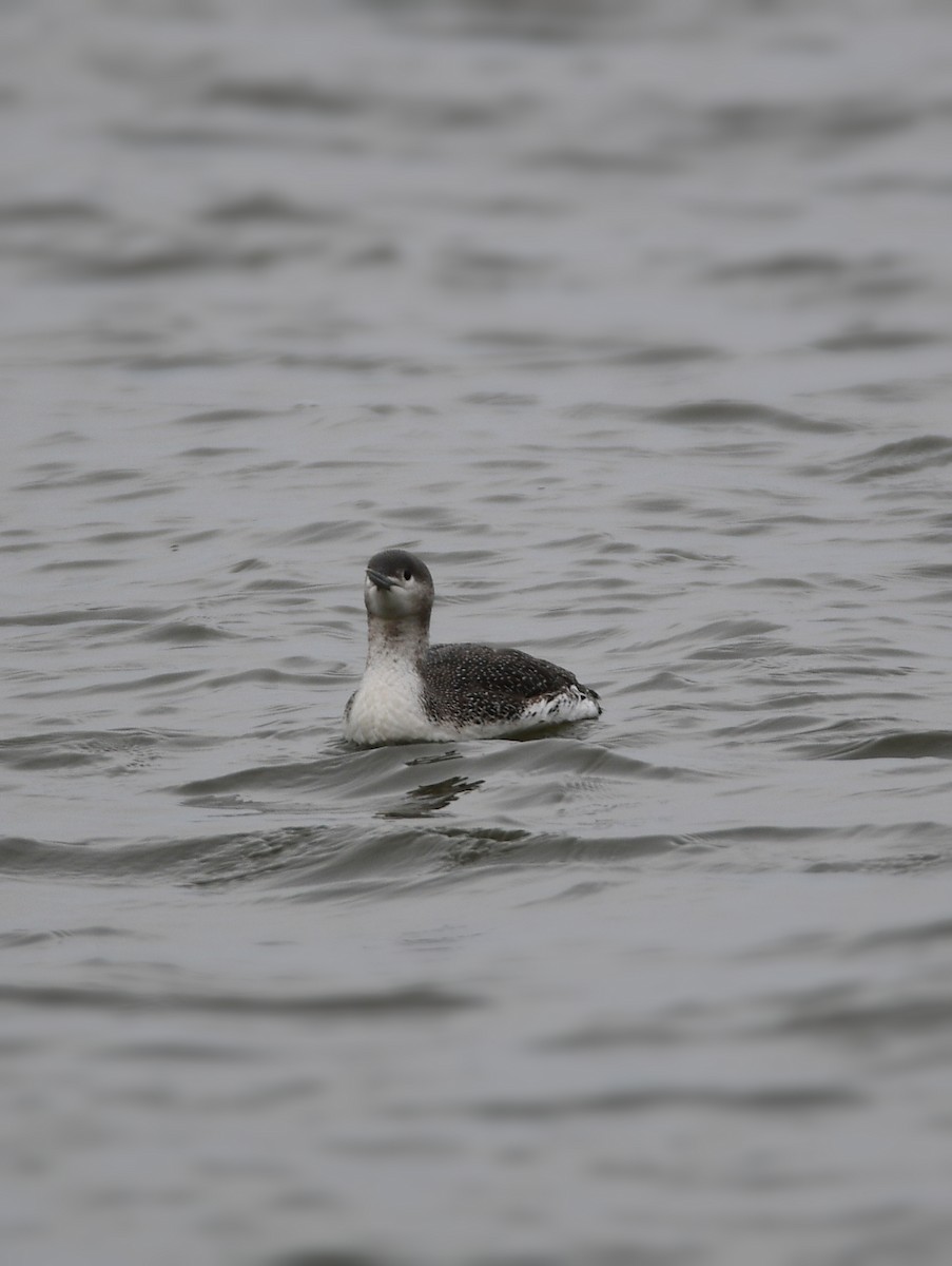 Red-throated Loon - ML615708637