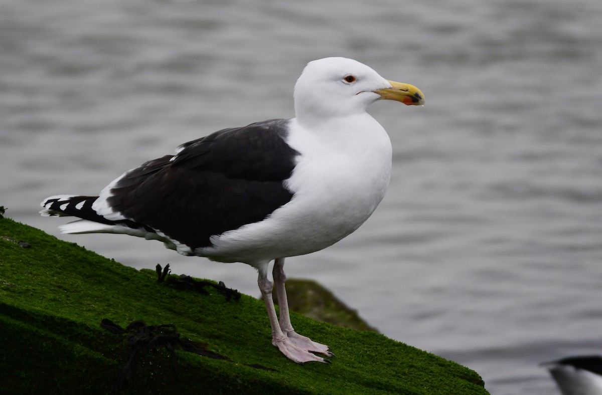 Great Black-backed Gull - Chaiby Leiman