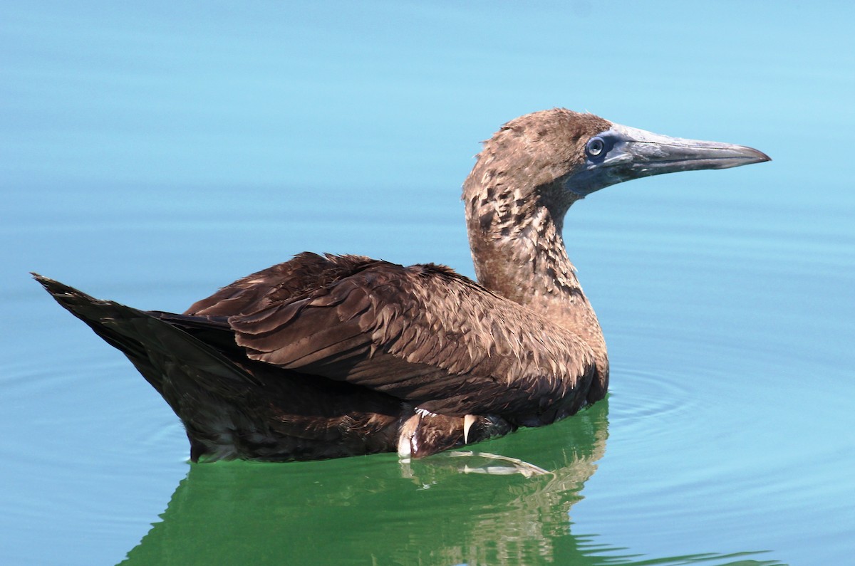 Brown Booby - ML61570881