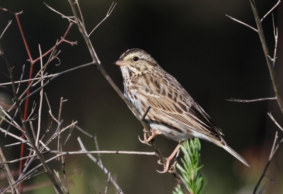 Savannah Sparrow - ML615708901