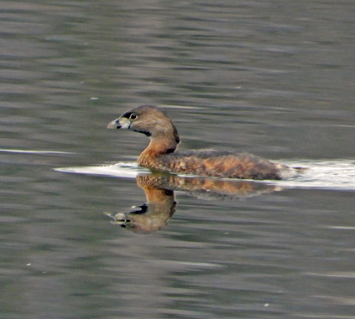 Pied-billed Grebe - Connie Galey