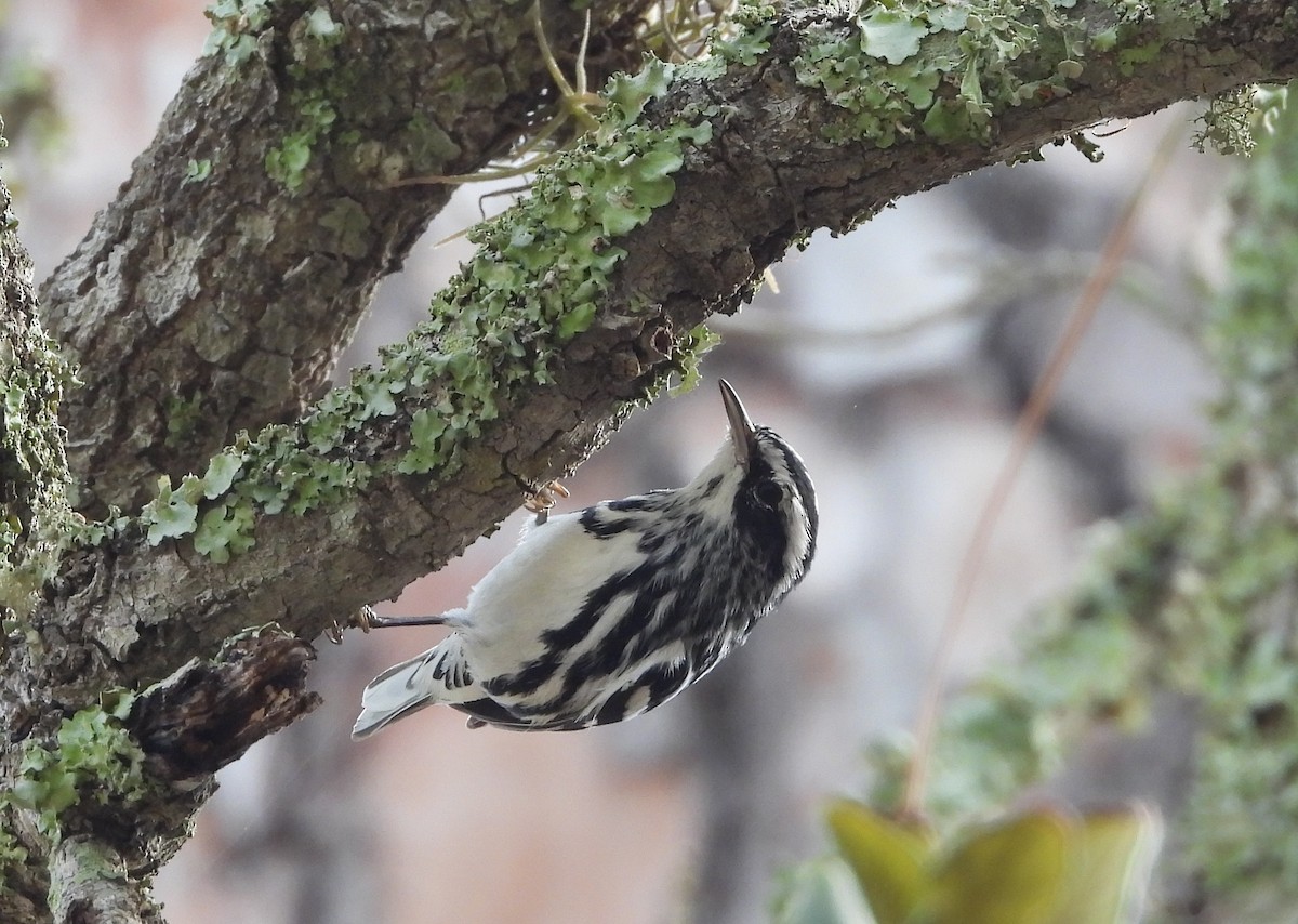 Black-and-white Warbler - ML615709141