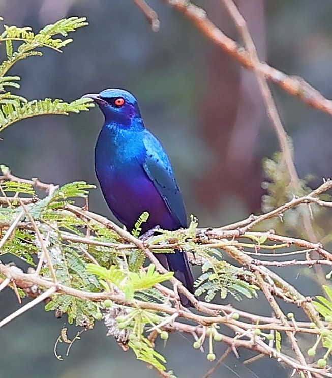 Bronze-tailed Starling - ML615709180