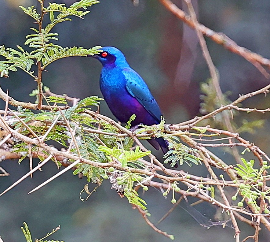 Bronze-tailed Starling - ML615709182