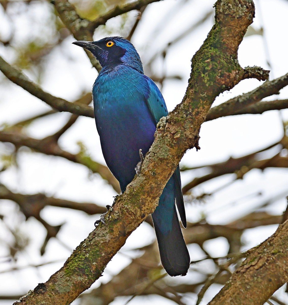 Bronze-tailed Starling - ML615709183