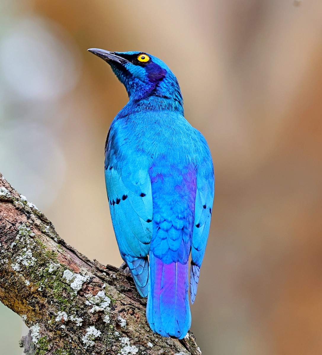 Bronze-tailed Starling - ML615709184