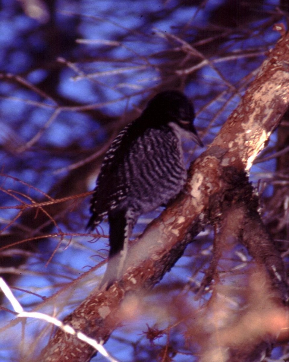 American Three-toed Woodpecker - Muskoka Bird Records Data