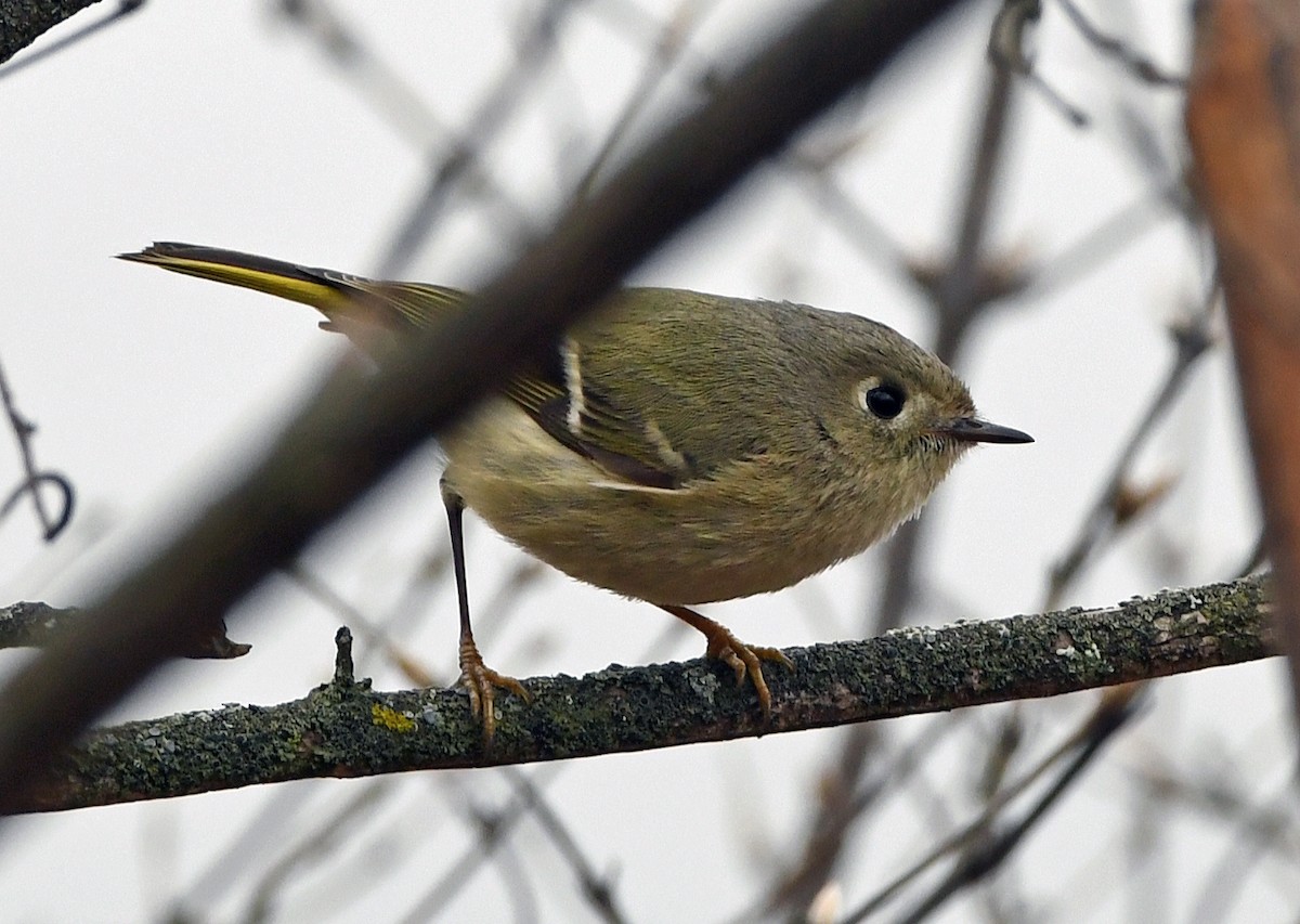 Ruby-crowned Kinglet - Connie Galey