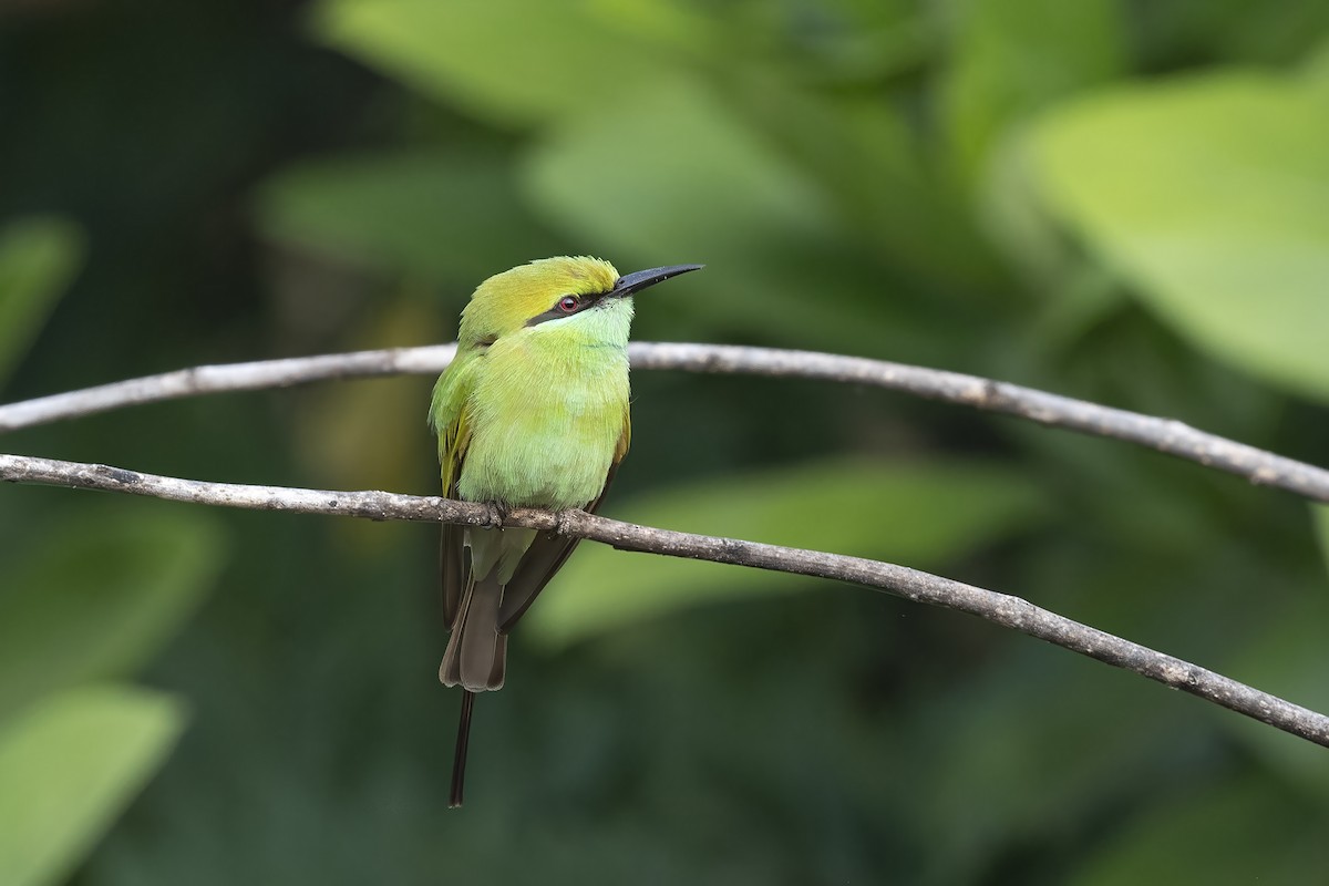 Asian Green Bee-eater - ML615709443