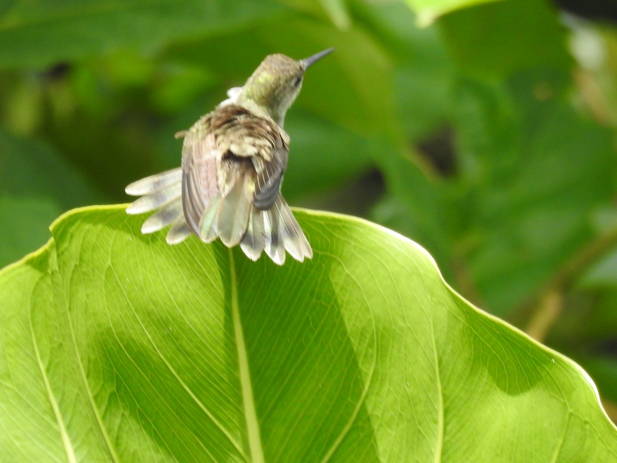 Olive-spotted Hummingbird - ML615709667
