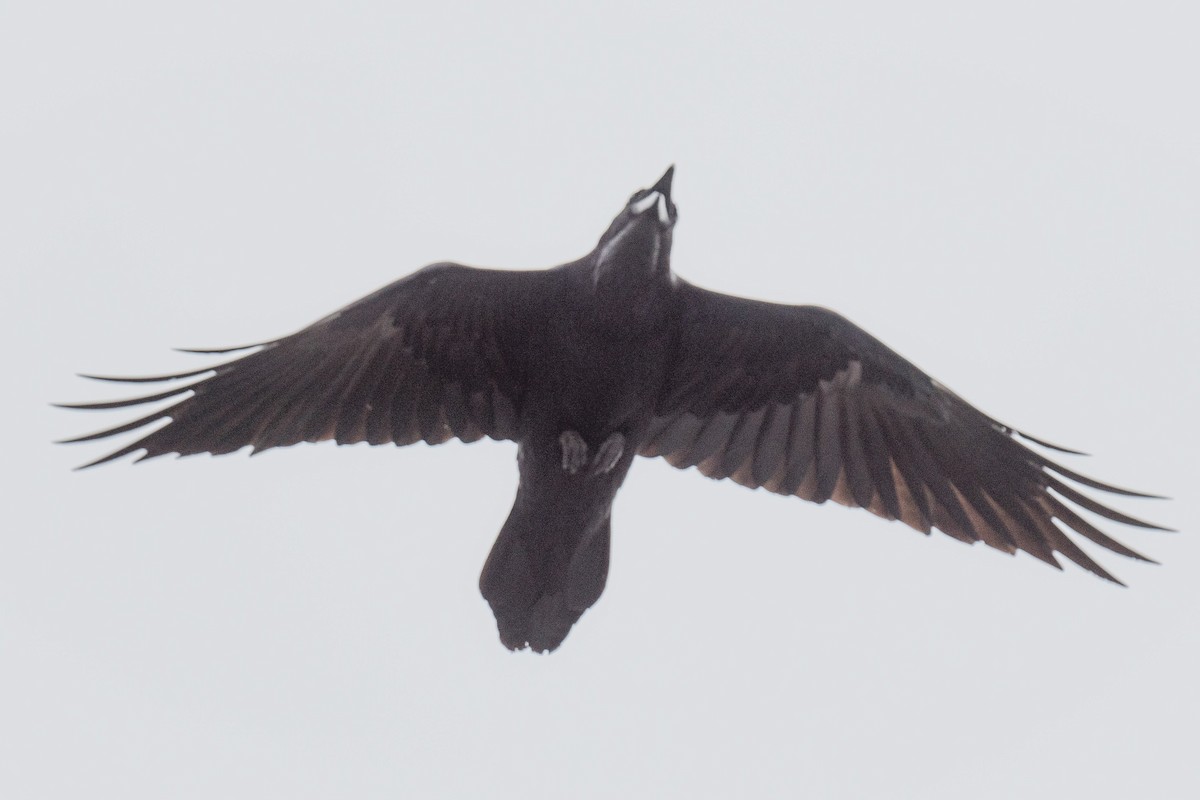 Common Raven - ML615709874
