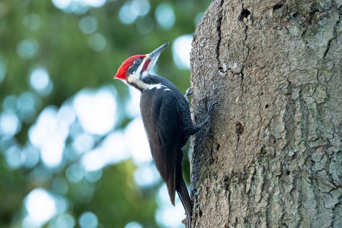 Pileated Woodpecker - Alex Leeder