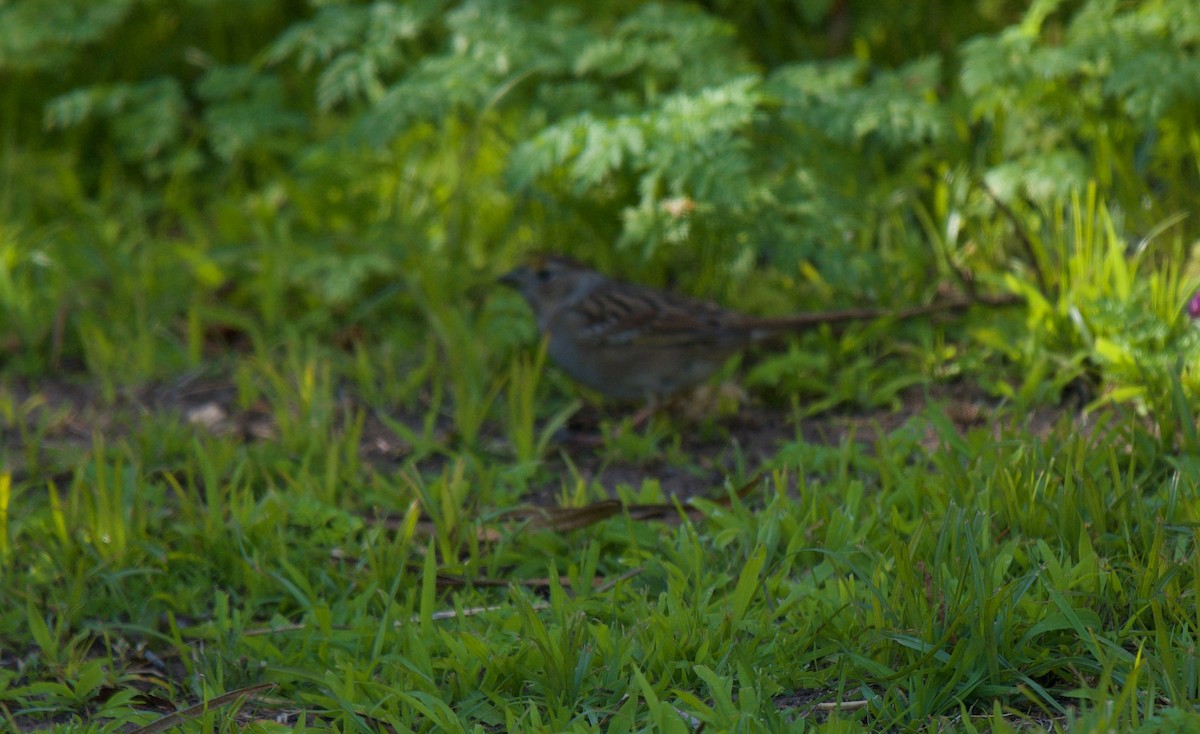 Golden-crowned Sparrow - ML615709899