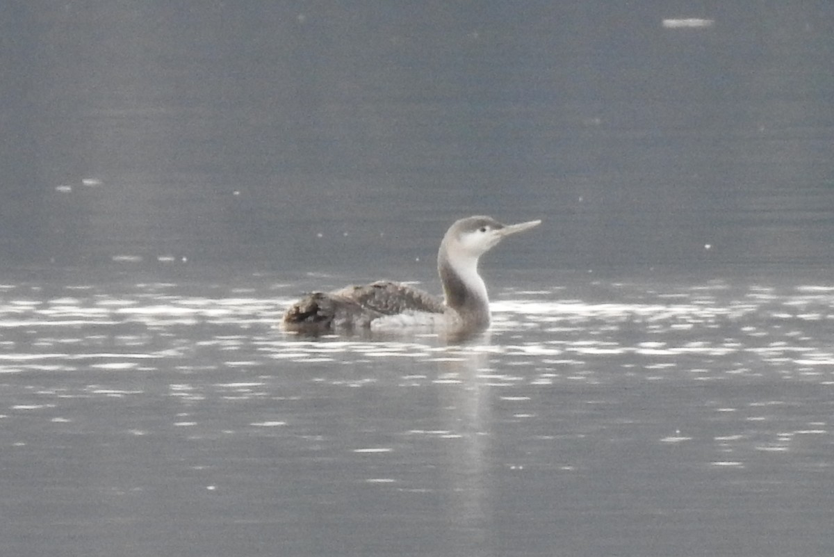 Red-throated Loon - ML615710020