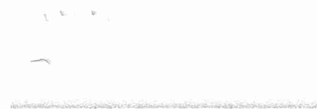 gransanger (tristis) (sibirgransanger) - ML615710022