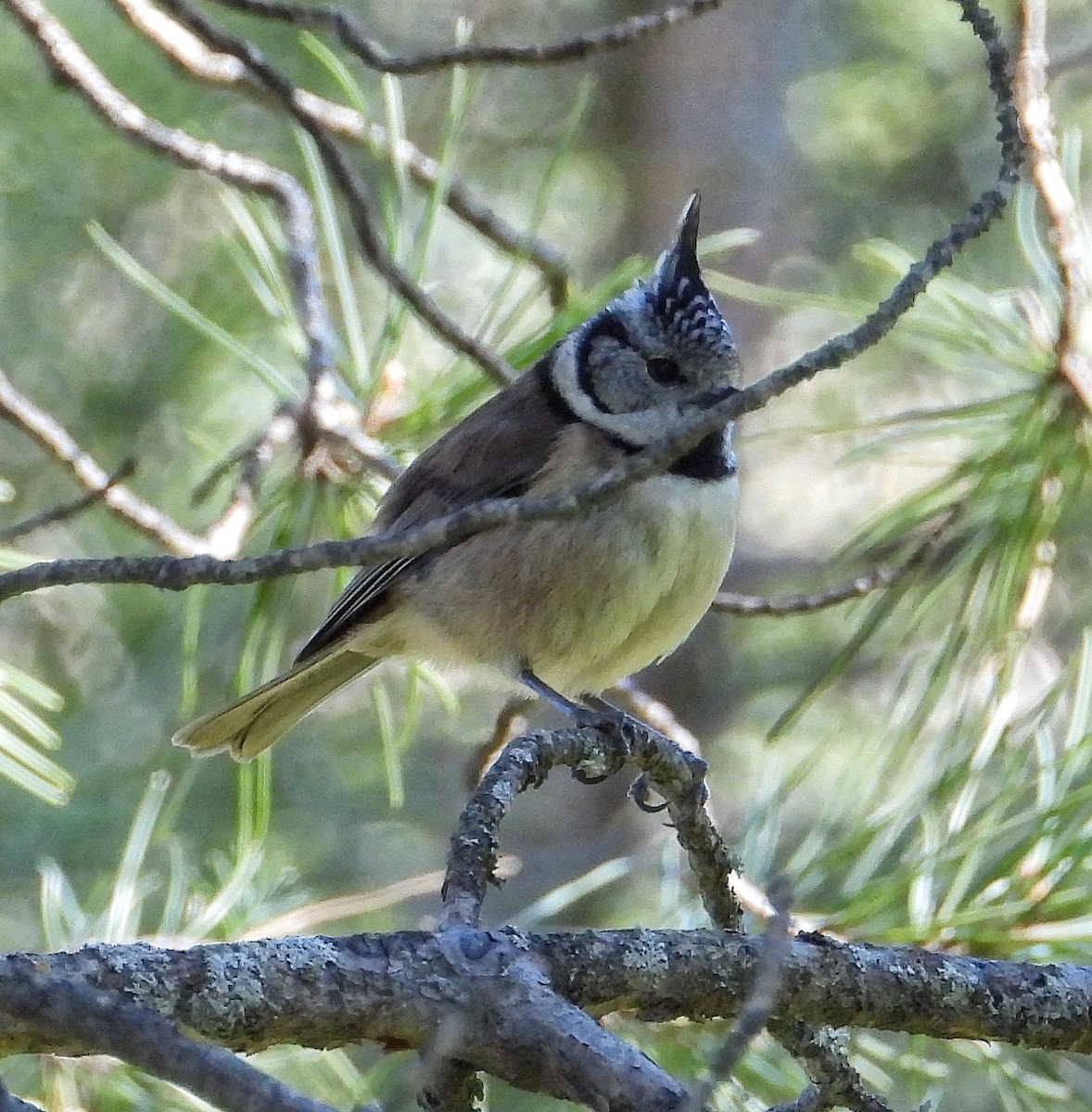 Crested Tit - ML615710028